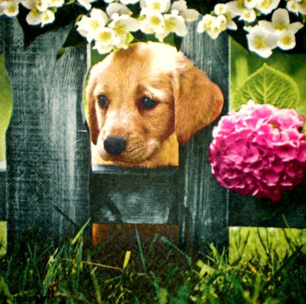 010 Dogs - 3-ply - Stewo